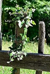 Overgrown old nature for sale  Delivered anywhere in USA 