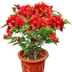 Bougainvillea red seedling for sale  Delivered anywhere in UK