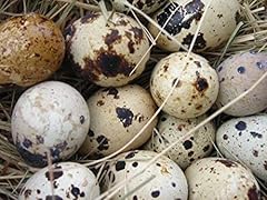 Large coturnix quail for sale  Delivered anywhere in USA 