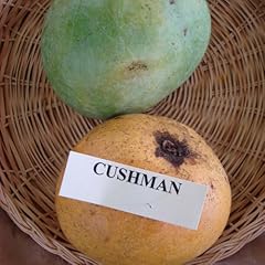 Plant mangue hybride d'occasion  Livré partout en Belgiqu