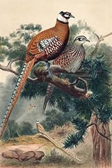 Reeves pheasant poster for sale  Delivered anywhere in USA 