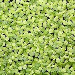 500 semi lenticchia usato  Spedito ovunque in Italia 