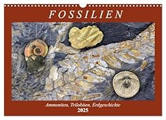 Fossilien ammoniten trilobiten gebraucht kaufen  Wird an jeden Ort in Deutschland