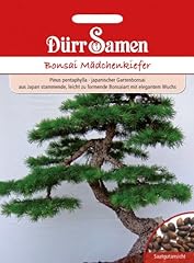 Bonsai mädchenkiefer gebraucht kaufen  Wird an jeden Ort in Deutschland