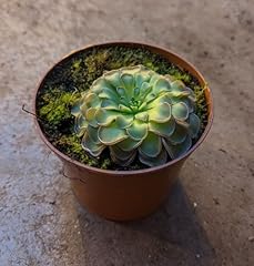 Pinguicula agnata butterworts for sale  Delivered anywhere in UK