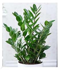 Baldur garten zamioculcas gebraucht kaufen  Wird an jeden Ort in Deutschland