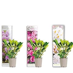 Bloomique 3er set gebraucht kaufen  Wird an jeden Ort in Deutschland