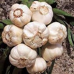 Garlic bulb fresh for sale  Delivered anywhere in USA 