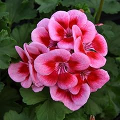 Carbeth plants geranium for sale  Delivered anywhere in UK