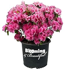 Blooming beautiful pink for sale  Delivered anywhere in USA 