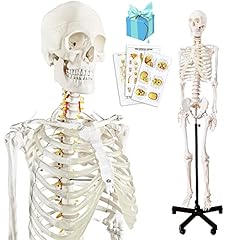 Medical anatomical human for sale  Delivered anywhere in USA 