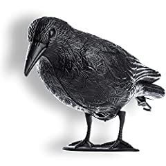 Kadax corbeau noir d'occasion  Livré partout en Belgiqu