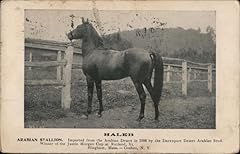 Haleb arabian stallion for sale  Delivered anywhere in USA 