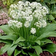 Pack seeeds ramsons for sale  Delivered anywhere in UK