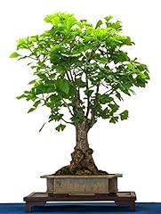 Seeds ginkgo biloba for sale  Delivered anywhere in UK