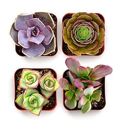 Shop succulents colorful for sale  Delivered anywhere in USA 