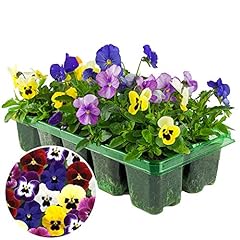 Viola mix pack for sale  Delivered anywhere in UK