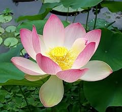 Nelumbo nucifera sacred for sale  Delivered anywhere in UK