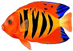Flame angelfish porcelain for sale  Delivered anywhere in USA 