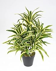 Seidenblumen roß dracena gebraucht kaufen  Wird an jeden Ort in Deutschland