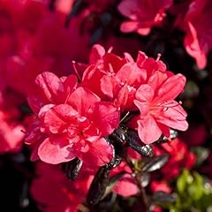 Rhododendron maruschka japanis gebraucht kaufen  Wird an jeden Ort in Deutschland