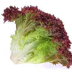 Salad plants lettuce for sale  Delivered anywhere in UK