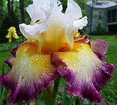 Pretty bearded iris for sale  Delivered anywhere in USA 