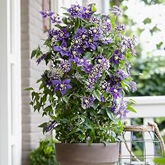 Yougarden clematis taiga for sale  Delivered anywhere in UK
