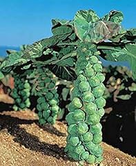 Jade cross brussel for sale  Delivered anywhere in USA 