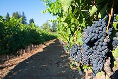 Clusters grapes vines for sale  Delivered anywhere in USA 
