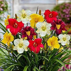 Collezione hemerocallis resist usato  Spedito ovunque in Italia 