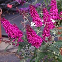 Hot raspberry buzz for sale  Delivered anywhere in USA 