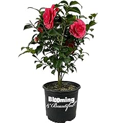 Blooming beautiful early for sale  Delivered anywhere in USA 