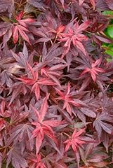 Acer palmatum aratama gebraucht kaufen  Wird an jeden Ort in Deutschland