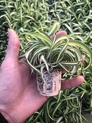 Pack spider plant for sale  Delivered anywhere in USA 
