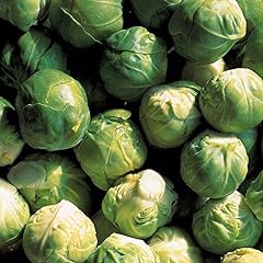 Brussels sprout crispus for sale  Delivered anywhere in UK