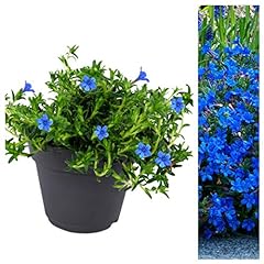 Lithodora pure blue for sale  Delivered anywhere in UK