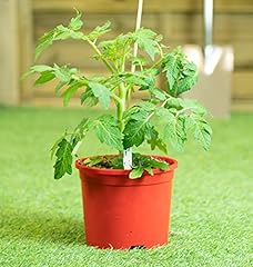 Thompson morgan tomato for sale  Delivered anywhere in UK