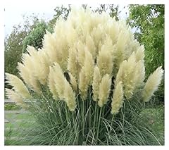 Cortaderia selloana white gebraucht kaufen  Wird an jeden Ort in Deutschland