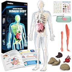 Gobidex human body for sale  Delivered anywhere in USA 