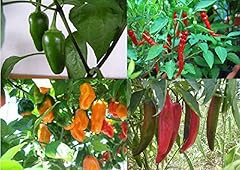 Viridis hortus chilli for sale  Delivered anywhere in UK