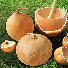 Tomorrowseeds bushel gourd for sale  Delivered anywhere in USA 