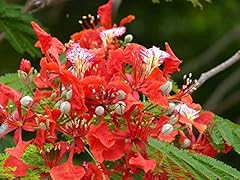 Seeds delonix regia for sale  Delivered anywhere in USA 