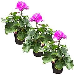 Live zonal geraniums for sale  Delivered anywhere in USA 