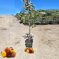 Grafted persimmon fruit for sale  Delivered anywhere in USA 