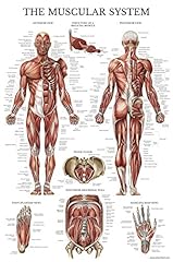 Palace learning muscular for sale  Delivered anywhere in UK