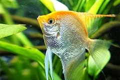 Pack gold angelfish for sale  Delivered anywhere in USA 