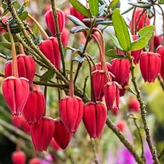 Yougarden lantern tree for sale  Delivered anywhere in UK