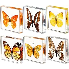 Pcs real butterfly for sale  Delivered anywhere in USA 