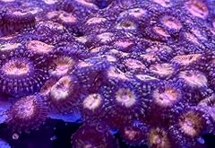 Live saltwater coral for sale  Delivered anywhere in USA 